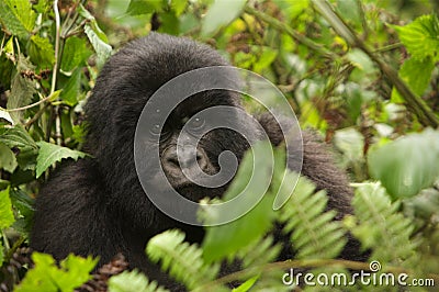 Group 13 young Male Mountain Gorilla