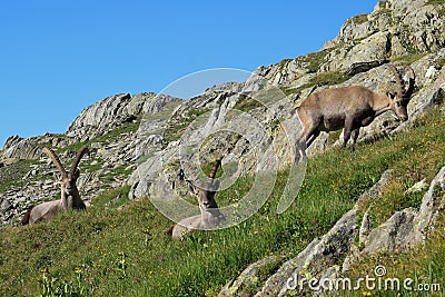 Group of alpine ibex