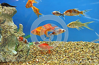 Group of Bright Gold Fish