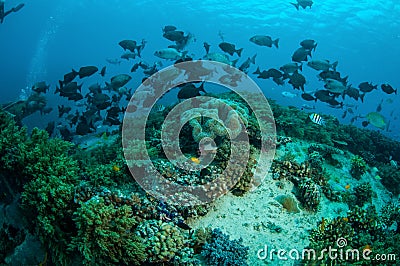 Group of chubs fishes Kyphosus cinerascens swim above coral reefs in Gili, Lombok, Nusa Tenggara Barat, Indonesia underwater photo