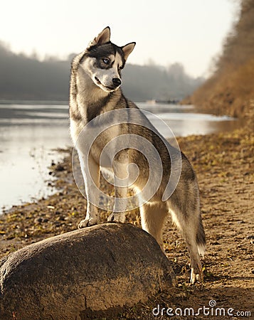 Group of dogs