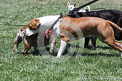 Group of Dogs Playing