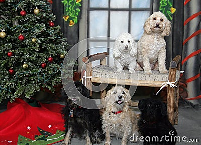 Group of dogs posing for their Christmas portrait