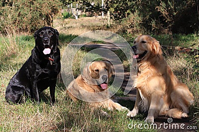 Group of dogs three retrievers