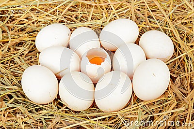 Group of fresh duck eggs
