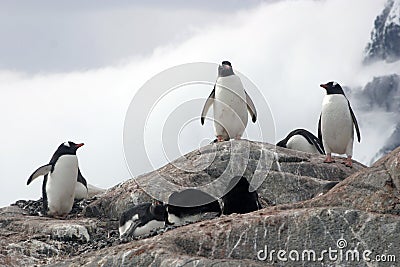 Group of gentoo penguins on rock
