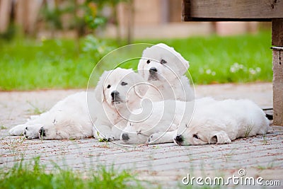 Group of golden retriever puppies resting outdoors