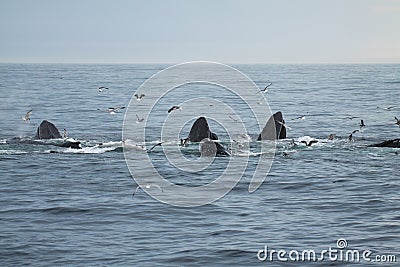 Group of humpback whales