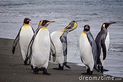 Group of King Penguins on water s edge in St. Andrews Bay, South Georgia