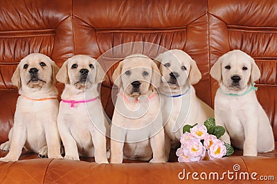 Group of labrador puppies