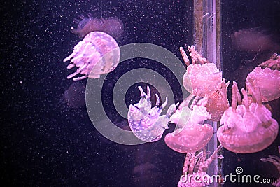 Group of light pink jellyfish