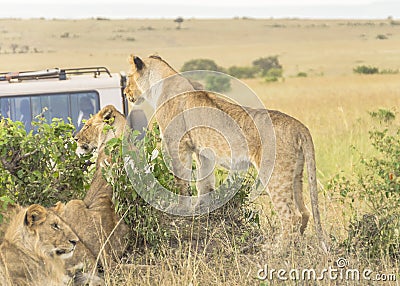 Group lions