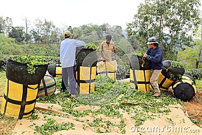 Group of man packing tea leaves