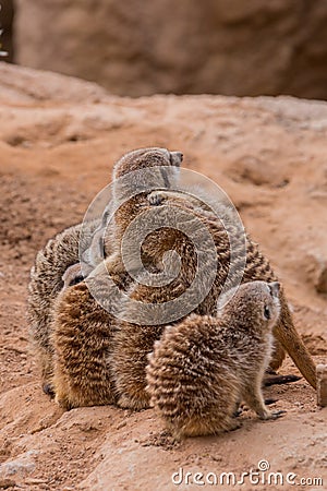 Group of meerkats hugging