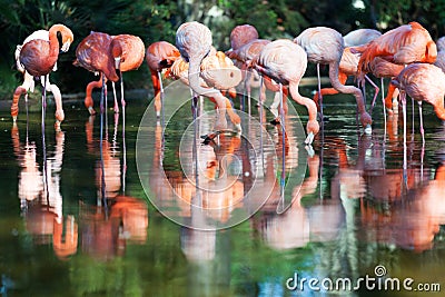 Group of pink flamingos