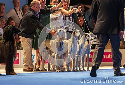 Group of Saluki dogs at dog show