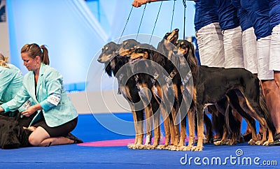 Group of Saluki dogs at dog show