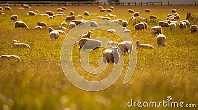Group of sheep in farm, South Island, New Zealand