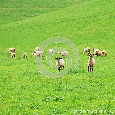 Group of sheep on a green pasture