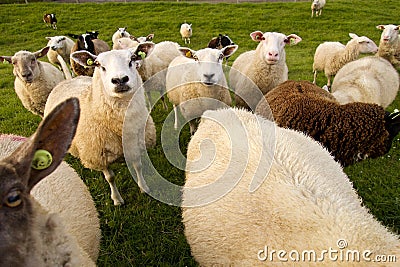 Group of sheeps