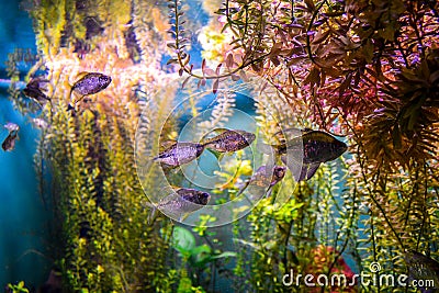 A group of small aquarium fish in a big aquarium