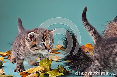 Group of small kittens in autumn leaves