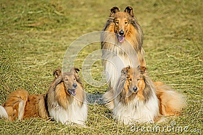 Group of three collie dogs