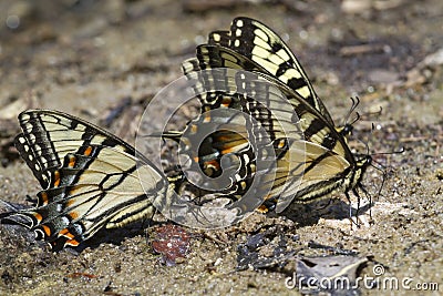 A group of tiger swallowtail butterflies (Papilio glaucas)