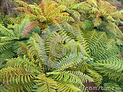 Group of tree ferns overview