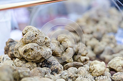 Group of white truffles from Alba, italy