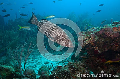 Grouper fish swimming