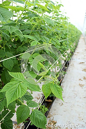 Growing raspberrys in hydroponic plantation.