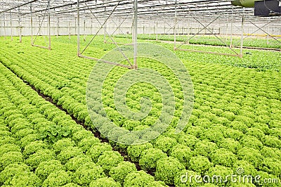 Growing salad plants in glasshouse