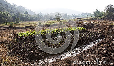 Growing vegetable plot