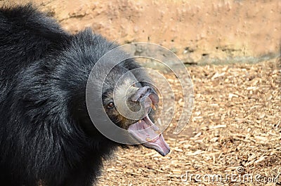 Growling sloth bear