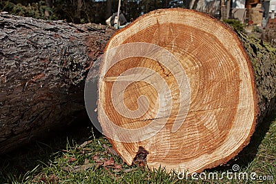 Growth rings