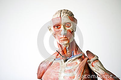 Grunge human anatomy