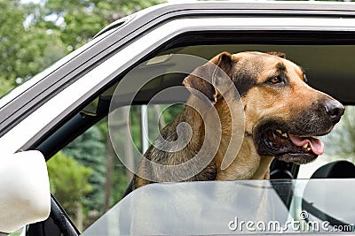 Guard dog in car