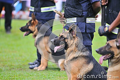 Guard Dogs I