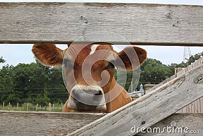 Guernsey cow looks through the fence