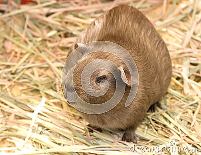 Guinea Pig