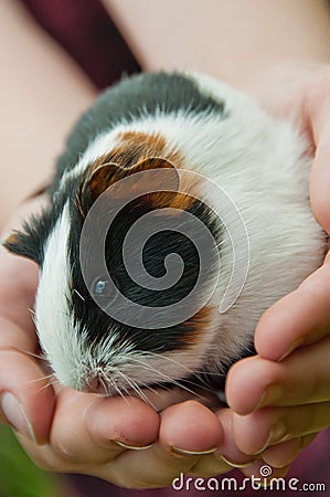 Guinea pig