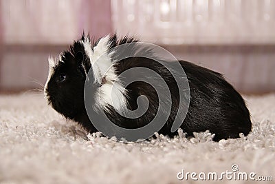 Guinea pig