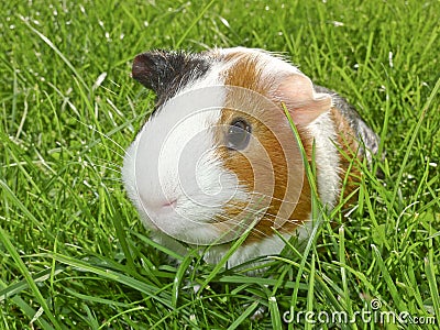 Guinea pig in grass