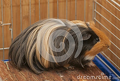 Guinea pig