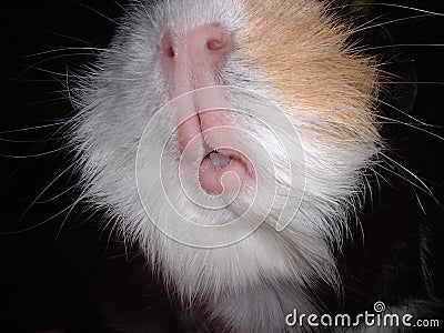 Du flood rien que pour flooder - Page 11 Guinea-pig-mouth-17248