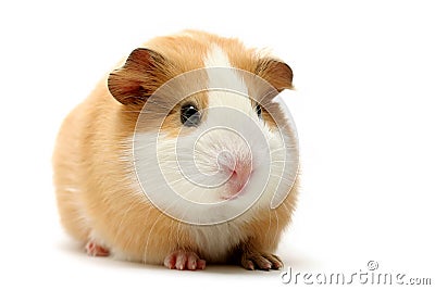 Guinea pig over white