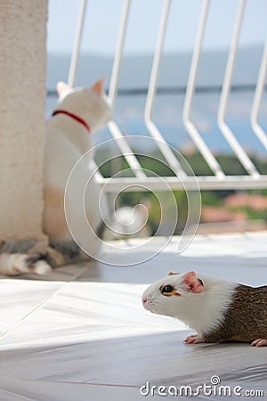 Guinea pig with white cat on the balcony