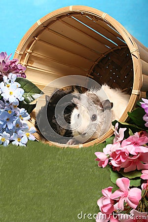 Guinea Pigs in a Basket