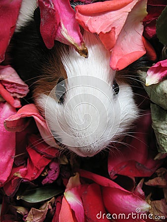 Guinea pigs rodent